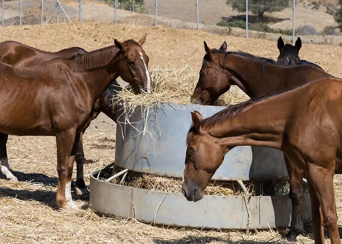 Demetriou Paradisos Hills 3* Lysos