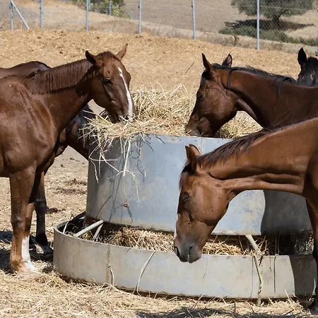 Demetriou Paradisos Hills 3* Lysos