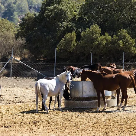 Demetriou Paradisos Hills 3* Lysos