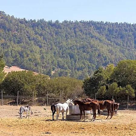 Demetriou Paradisos Hills Lysos