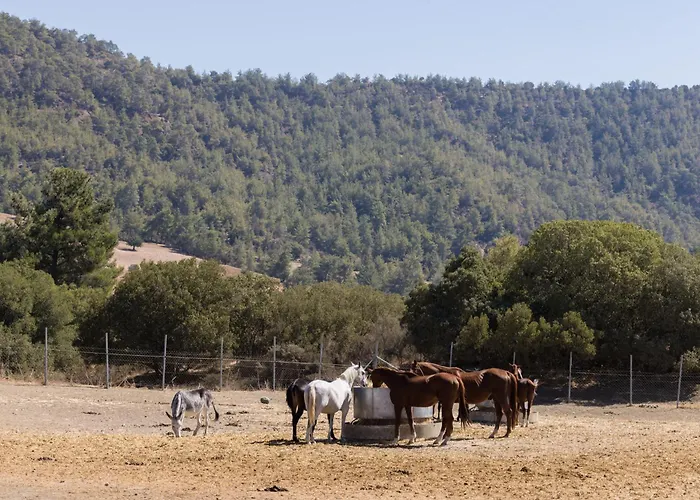 Demetriou Paradisos Hills Hotell 3*