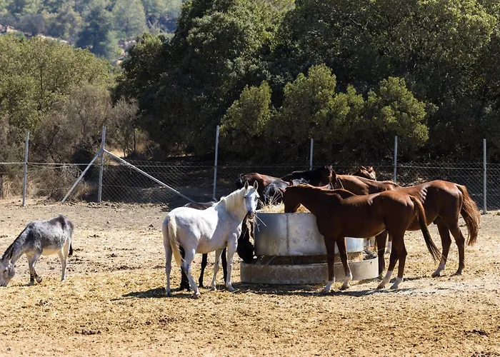 Demetriou Paradisos Hills 3* Lysos